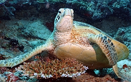 Sipadan_2015_Tortue Franche_Chelonia mydas_IMG_2344_rc